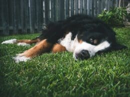 dog laying on his side in the grass